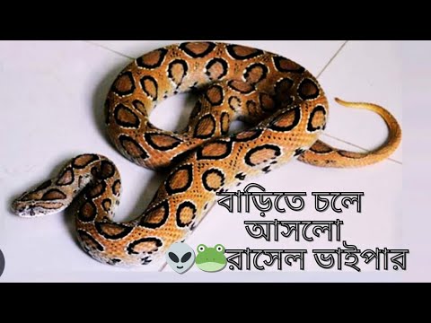 Resel Vai Par জ্যান্ত রাসেলস্ ভাইপার চলে আসলো বাসায় | রাসেল ফাইপার | Russell viper ...