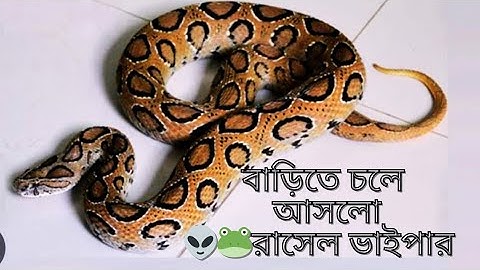 জ্যান্ত রাসেলস্ ভাইপার চলে আসলো বাসায় | রাসেল ফাইপার | Russell viper |Rani sheikh| Rasel vai par sap