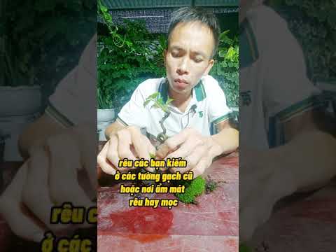 Video #shorts cách trồng rêu xanh - youtube