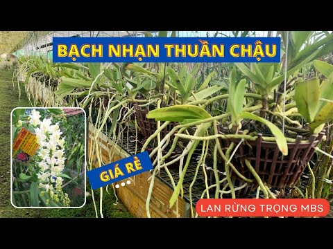 Video Lan Bạch Nhạn giá rẻ, rễ khỏe chi chít & đã thuần chậu... - youtube