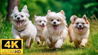 Baby Animals 4K (60 FPS) UHD - Soothing Moments With Cute Baby Animals And Relaxing Music