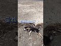 初海でやってしまう豆柴【柴犬】#shorts