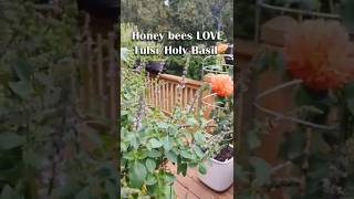 Honey Bees Love Tulsi/Holy Basil! #greenstalk #verticalgarden
