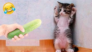 Hilarious Cats and Dogs 😹🐶 Funniest Animals 2024 🤣 Part 5