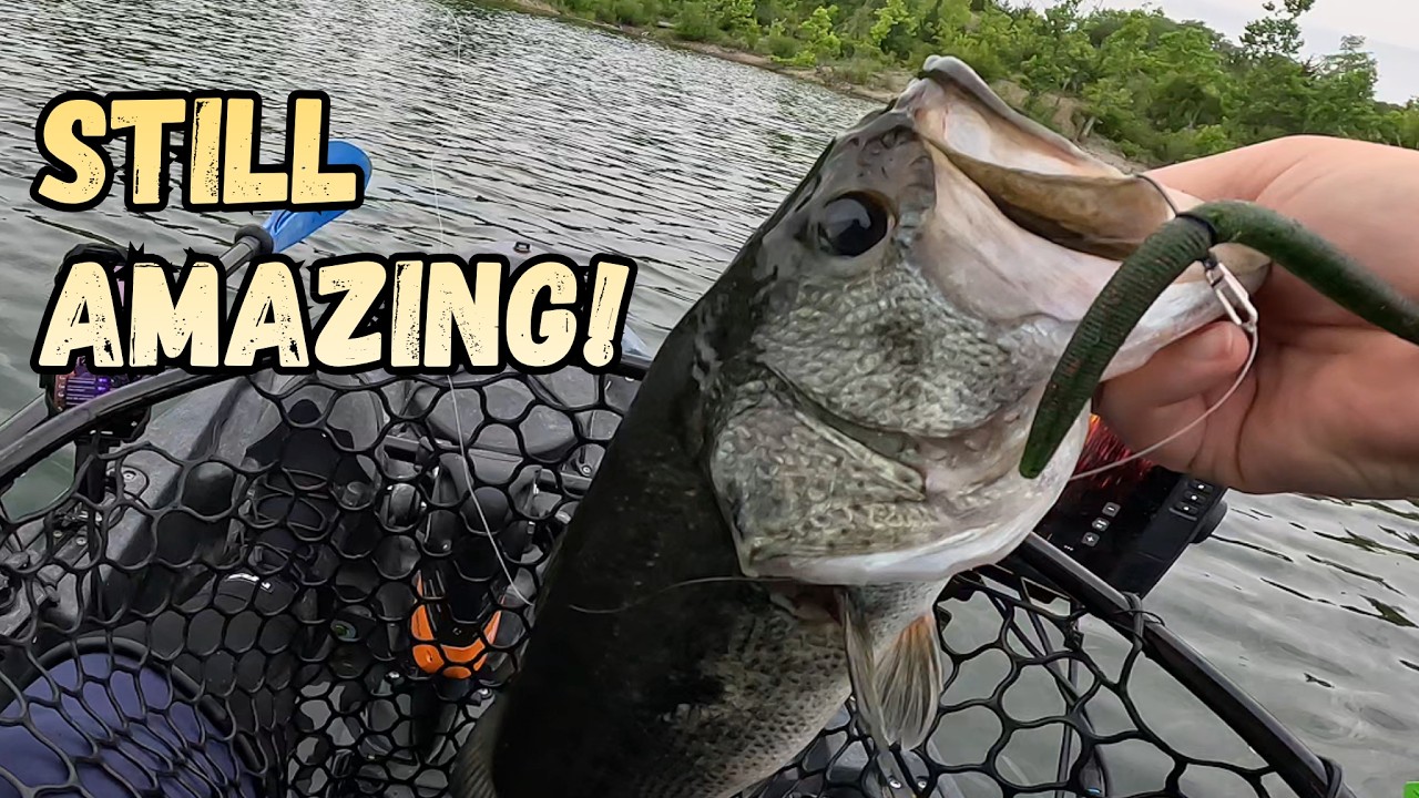 Why the Wacky Rig is Still a Top Bass Fishing Technique!