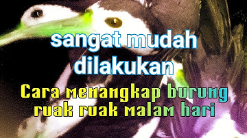cara menangkap burung ruak ruak malam hari untuk pemula