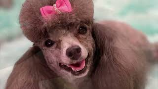 How to trim a Poodles face, feet, and tail. PLUS tips on how to prevent clipper burn.