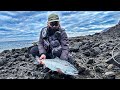 磯で釣る良型海サクラ～4kgオーバーもHIT