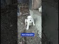 Yeni Köpeğim 🥰