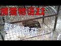 【日本捕獵物語11】野豬捕獲報告！！！