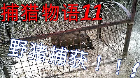 【日本捕獵物語11】野豬捕獲報告！！！ - 天天要聞