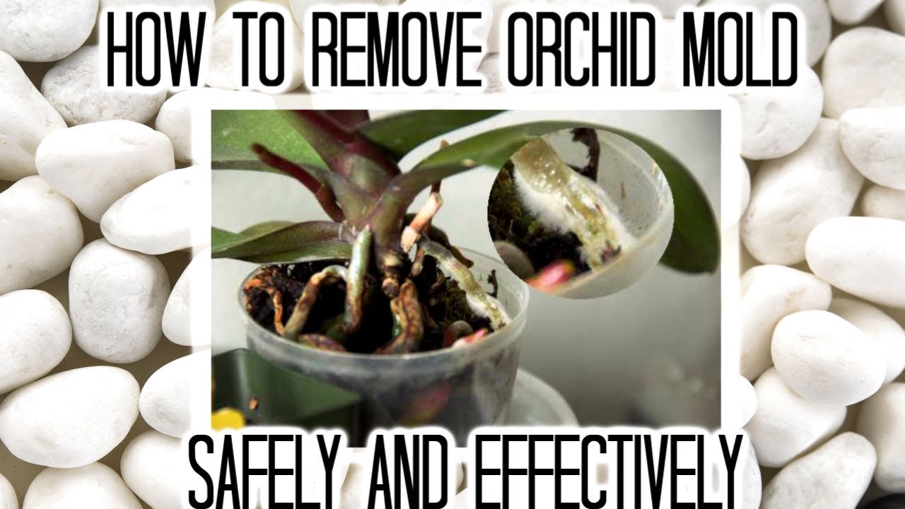 How To Remove Mold From Orchid Roots at Paul Ponce blog