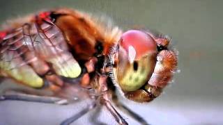 MVI 18721 macro dragonfly