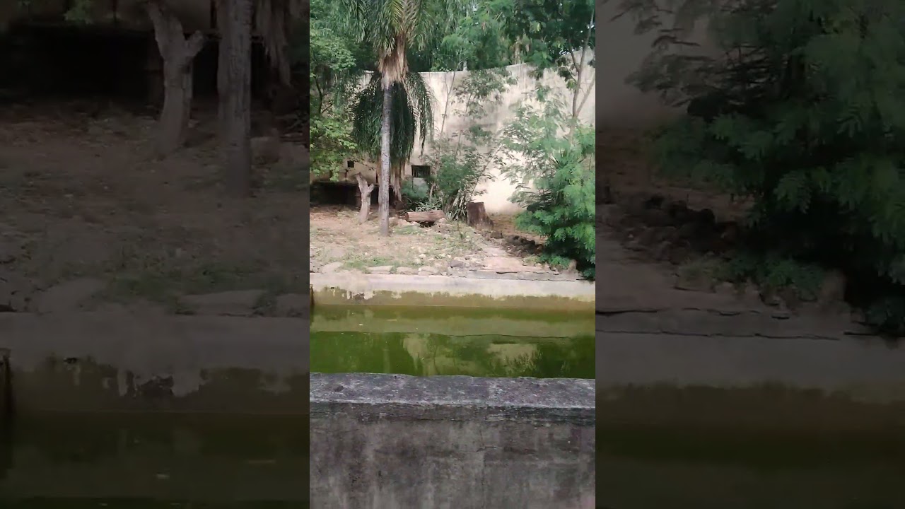 disfrutando  de las maravillosas   fauna  Boliviana