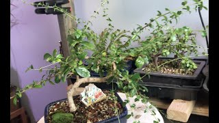 Dave's Bonsai E24: Fukien Tea Prune
