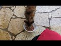 おたまこ40323😺チャコ💞お出迎え💖