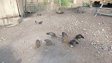 Muag me nyuam qaib dib noob cuab tuaj zoo heev