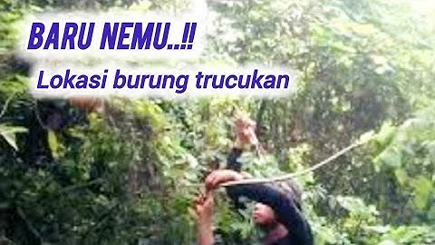 harus pake jontrot mikat burung trucukan di sini