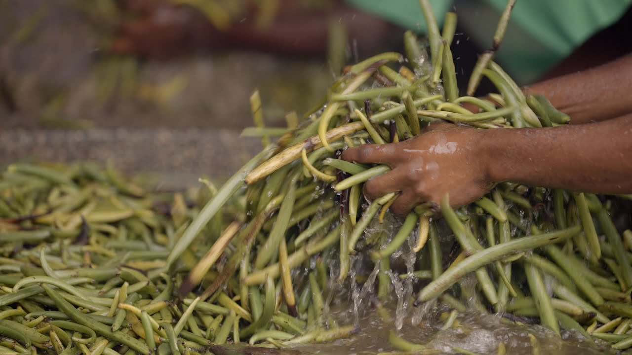 A Journey Through Ugandan Vanilla