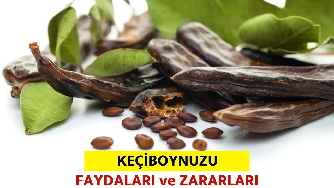 Keçiboynuzunun Faydaları, Ve Zararları. – Pratik Yemek Tariflerim