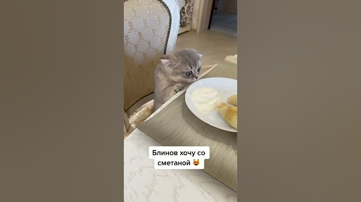 КОТ И БЛИНЫ