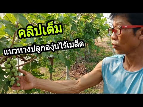 สุดยอด!!ปลูกองุ่นไร้เมล็ดเมืองร้อน รสชาติดี ดูแลง่ายมีตลาด มีเงินเก็บ