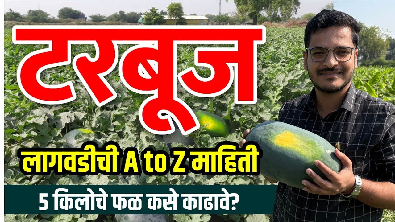टरबूज लागवड संपूर्ण माहिती / Tarbuj lagavd sampurn mahiti (कलिंगड लागवड)