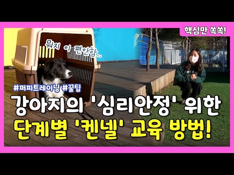 '켄넬 교육' 절대 억지로 하지 마세요!｜ Dog Training
