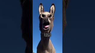 The many sounds of donkeys #arenawarsfightingseries