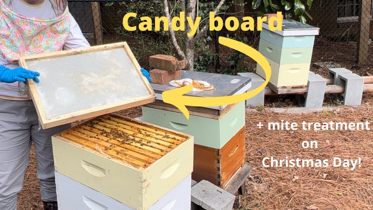 Mite Candy December Mite Treatment and Candy Boards - YouTube