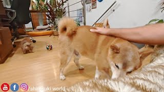 Daddo sometimes feel left out - so he comes to snuggle