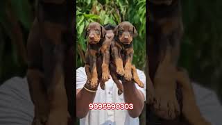 Heavy size DOBERMAN male and female puppy available. #pets #doglove #puppy #petlover #doberman