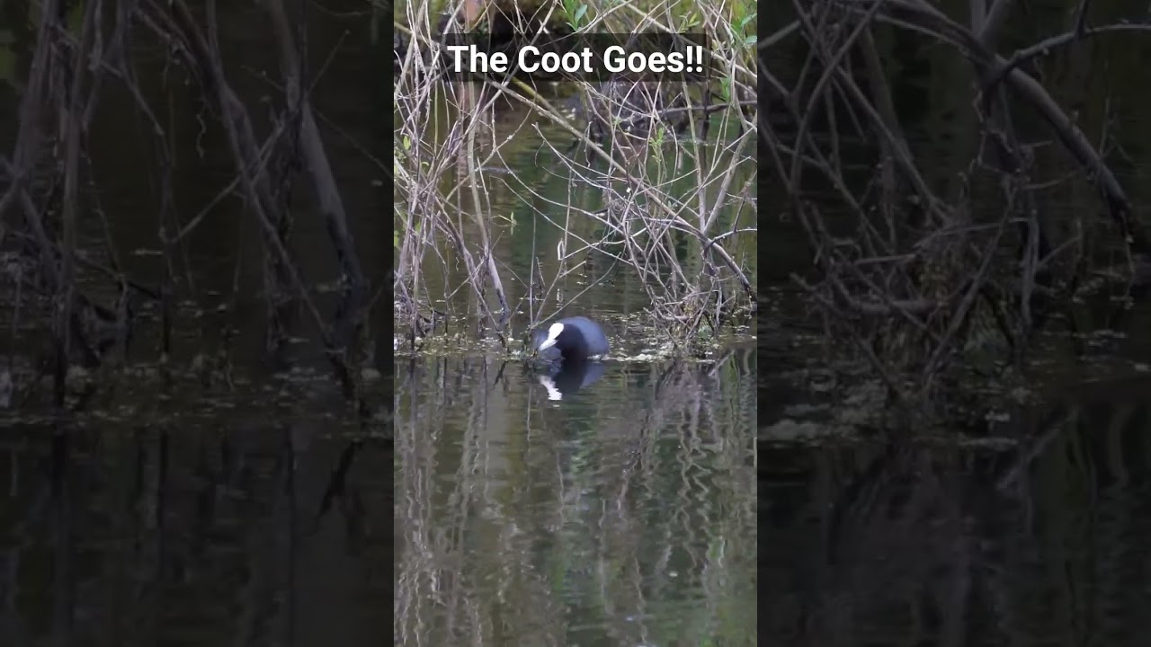 Coot sounds: Nature, Birds, Cute