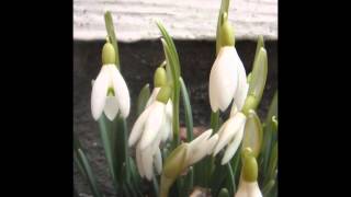 Video thumbnail of "Spring - Little Milton"