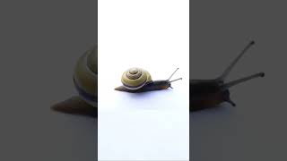snail walking time-lapse #Short #snail