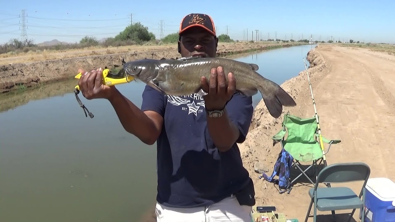 Phoenix canal catfish YouTube