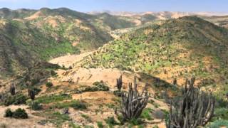 Çölde Uyu Ayakta Kalan Bitkiler