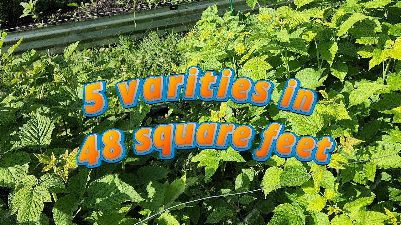 Brandywine Raspberry Varieties Walking My Raspberry patch - 5 varieties including Brandywine Latham ...