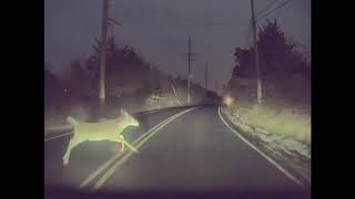 Xmax gift from the nature - Tesla Model 3 hit deer