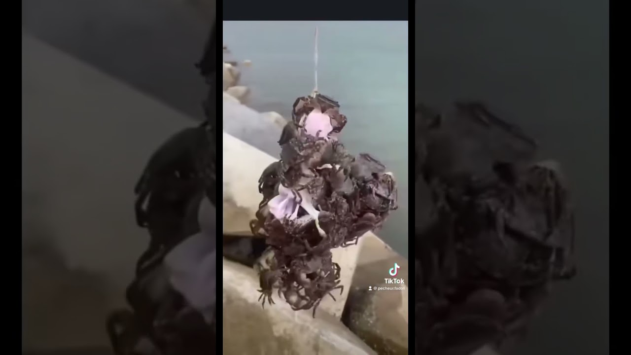 Voici mes amis la meilleure façon de pêcher du crabe 🦀 (attention à vos doigts)🤪 