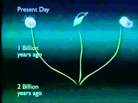 4400 Gambar Protista Mirip Hewan (Protozoa) HD
