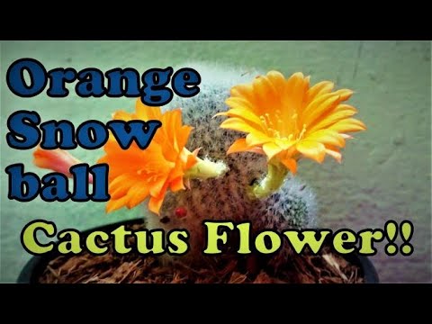 Video: Rebutia Orange Snowball Informācija: uzziniet par Orange Snowball augu kopšanu