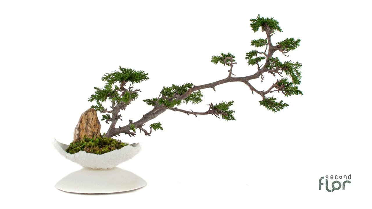 BONZAÏ JUNIPERUS — Les Jardineries St-Ambroise