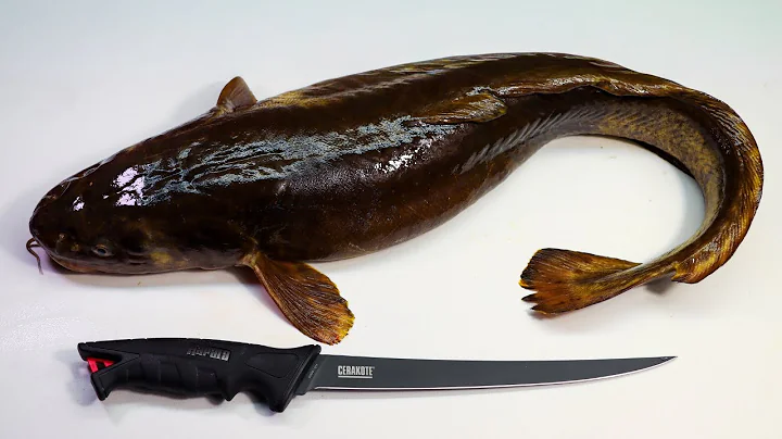 The ONLY Burbot Fillet Video You'll Ever Need!