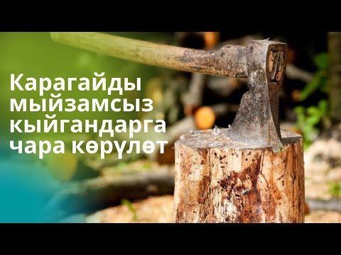 Video: Карагайлар ийне түшүрөбү?