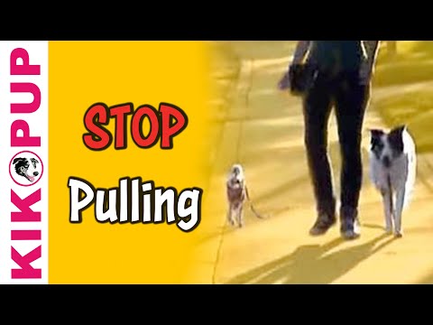 Train your dog to STOP pulling on leash