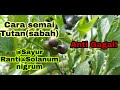 Cara semai biji sayur tutansabah merantirantisolanum nigrumhow to sow solanum nigrum seeds