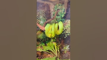 All tucked in 🥰 #greentreepython