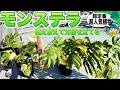 【観葉植物】超人気で超定番の観葉植物モンステラ(大暴れを何とかしたい!植え替えと支柱を立てて仕立て直し)