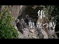 『隼・物語』Falcon&#39;s story